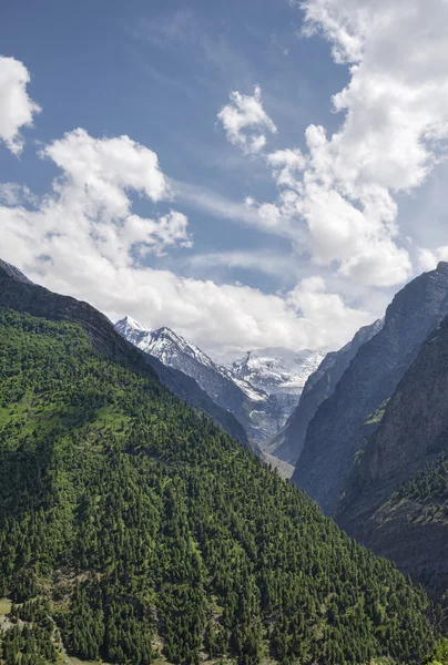 Ravine forest on slope and glacier — Stock Photo, Image