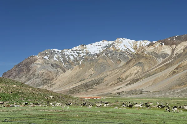 Spousta ovcí v horách — Stock fotografie