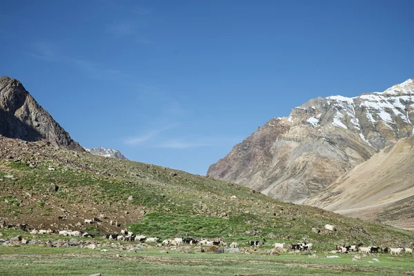 Himálajské stádo ovcí — Stock fotografie
