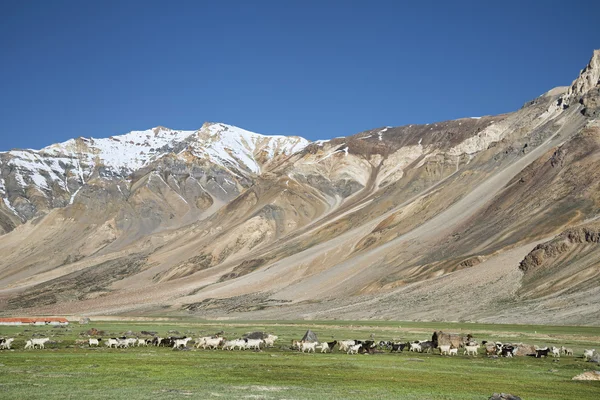 Mnoho ovcí v Himalájích — Stock fotografie