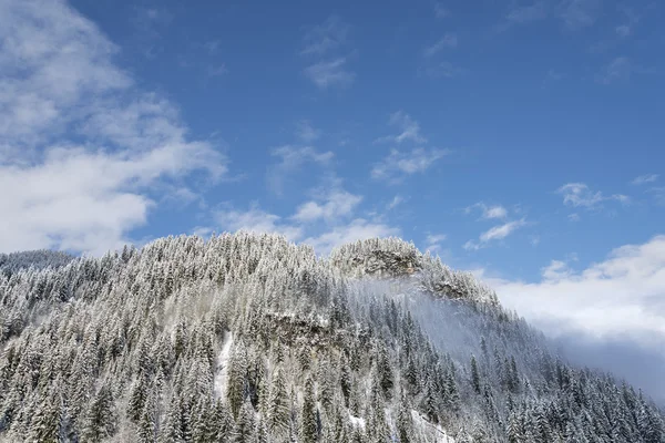 Winter alpine pine forest — Stock Photo, Image