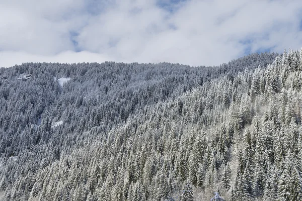 Deep Alpine Fir forest — Stock Photo, Image