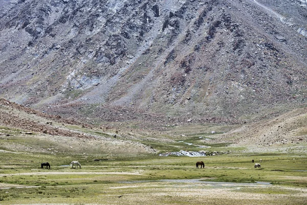 Chevaux se nourrissant de pâturages en haute montagne — Photo