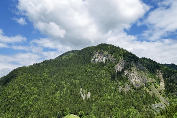 Alp yaz dağ orman — Stok fotoğraf