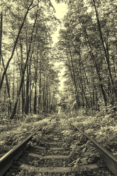 Ancient style photo of forest railway — Stock Photo, Image