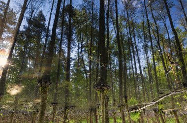 Baş aşağı suya yansıyan orman