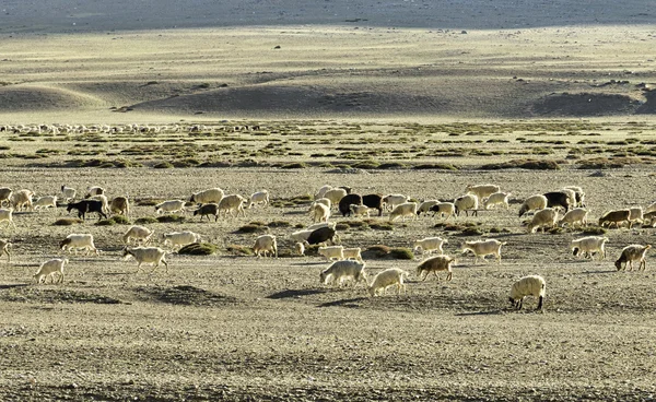 Schapen- en geitensector kudde — Stockfoto