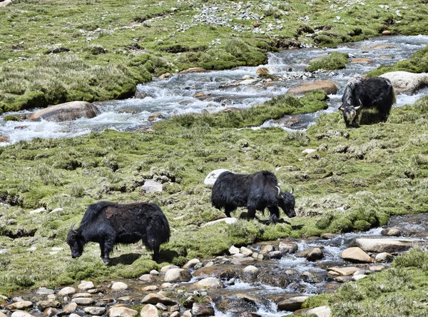 Mera Nehri yakınında, üç yaks — Stok fotoğraf