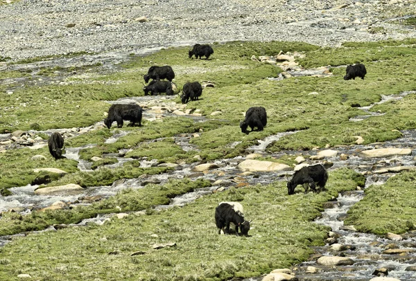 Yaks en pastos cerca del río —  Fotos de Stock