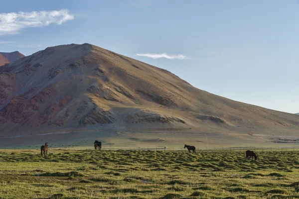 Caballos sobre pastizales verdes en las montañas — Foto de Stock