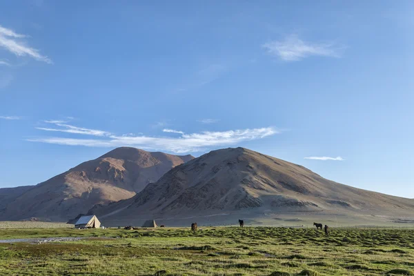 Tält och hästar i bergen — Stockfoto