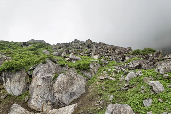 Kayalar ve dağlarda yeşil bitkiler — Stok fotoğraf