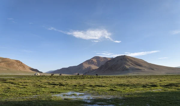 Campamento y caballos en las montañas del Himalaya —  Fotos de Stock