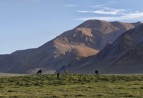 Konie na zielonych pastwiskach w Himalajach — Zdjęcie stockowe