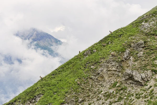 Three mountain gotas at alpine slope — Stock Photo, Image
