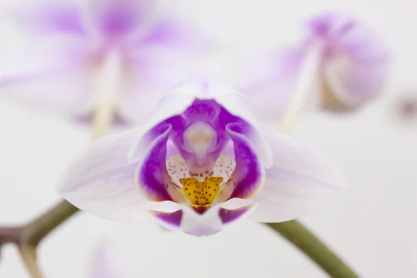 Pink orchid flower — Stock Photo, Image