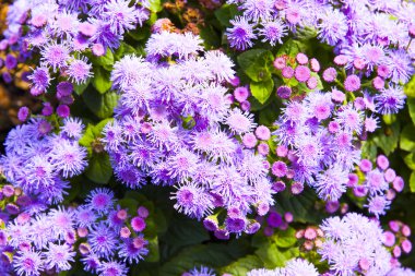 Ageratum ile küçük çiçekleri mor
