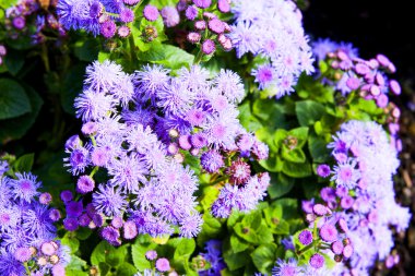 Menekşe Ageratum yeşil yaprakları ile