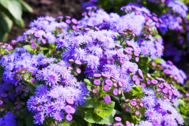 Ageratum yeşil yaprakları ile menekşe