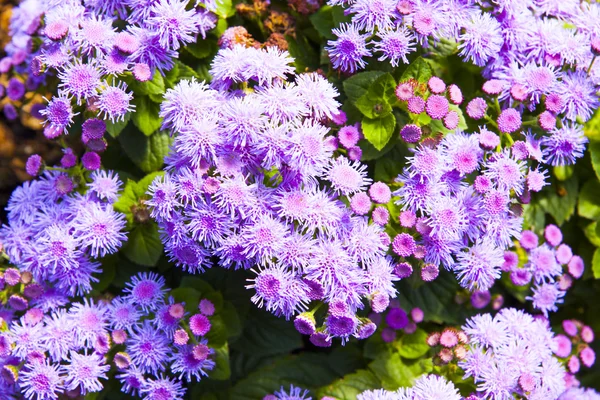 Ageratum paars met kleine bloesems — Stockfoto