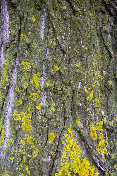 樹皮と構造・ モス — ストック写真