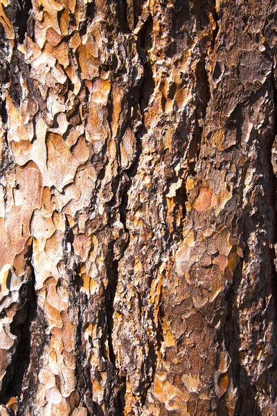 Casca castanha com estrutura — Fotografia de Stock