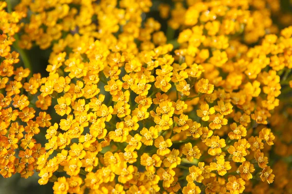 Schafgarbe mit kleinen Blüten — Stockfoto