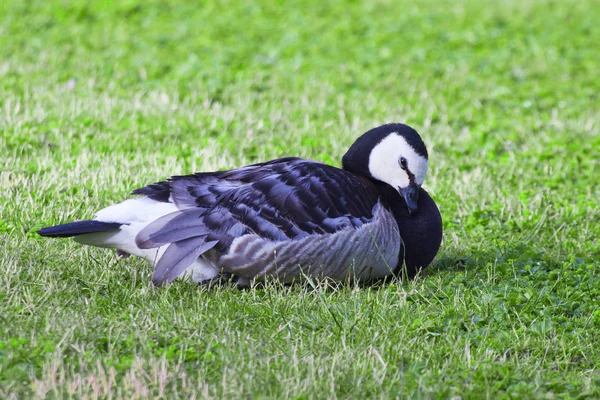 Commodités Barnacle Goose — Photo