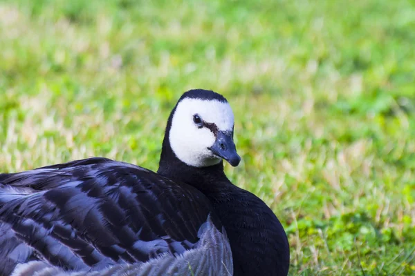 Barnacle Goose está tirado en el prado —  Fotos de Stock