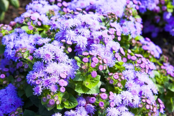 Lila Ageratum mit grünen Blättern — Stockfoto