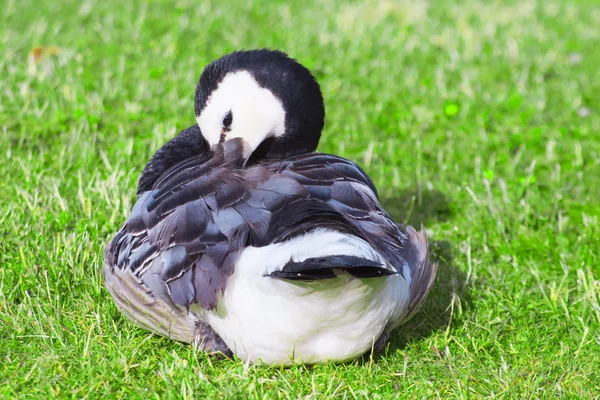 Barnacle Goose vistiendo sus plumas — Foto de Stock