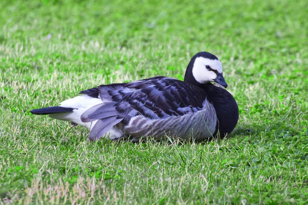 Barnacle Goose está no prado — Fotografia de Stock