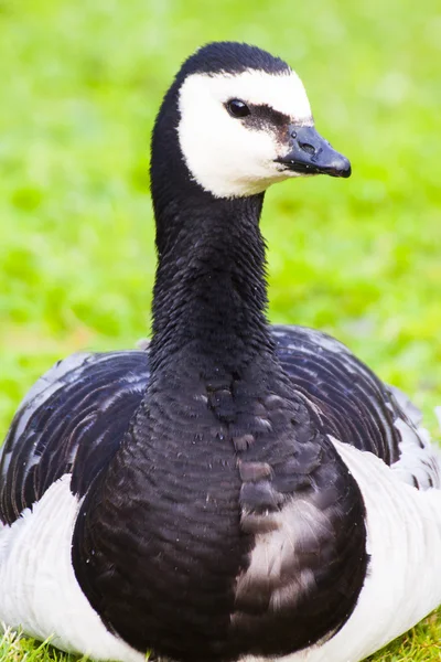 Barnacla de gallina en el prado — Foto de Stock