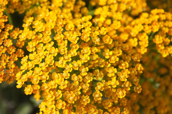 Orangene Schafgarbe mit kleinen Blüten — Stockfoto