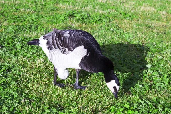 Barnacle ganso comer hierba —  Fotos de Stock