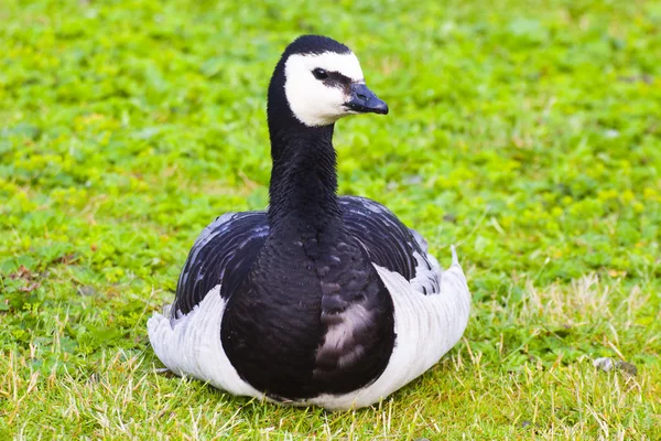 Barnacle Goose ada di padang rumput — Stok Foto