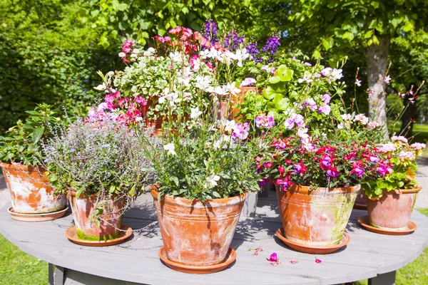 Pots de fleurs vintage avec des fleurs — Photo