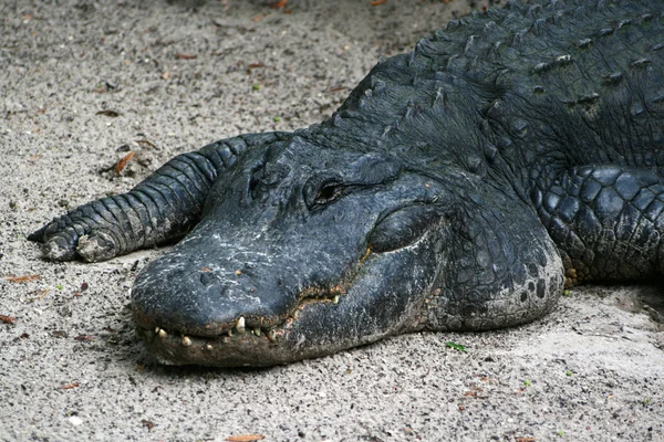 Alligator im Sand — Stock Photo, Image