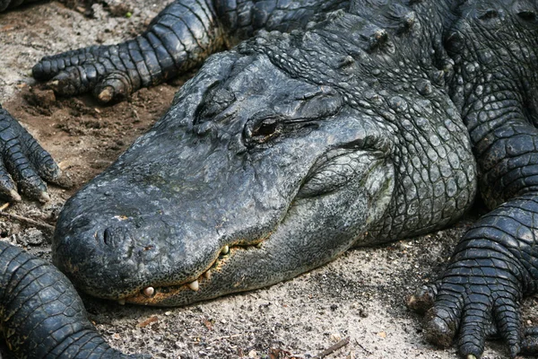 Alligator liegt im Sand — Stock Photo, Image