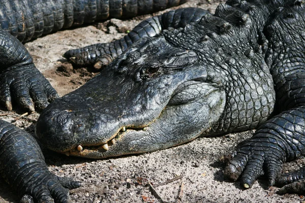 Alligatoren im άμμο — Φωτογραφία Αρχείου
