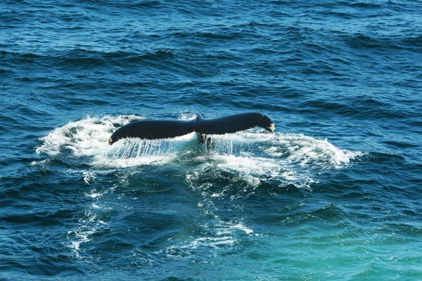 Fluke vom Wal — Foto de Stock