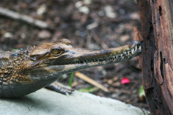 Gavialkopf Alligator — Stock Photo, Image