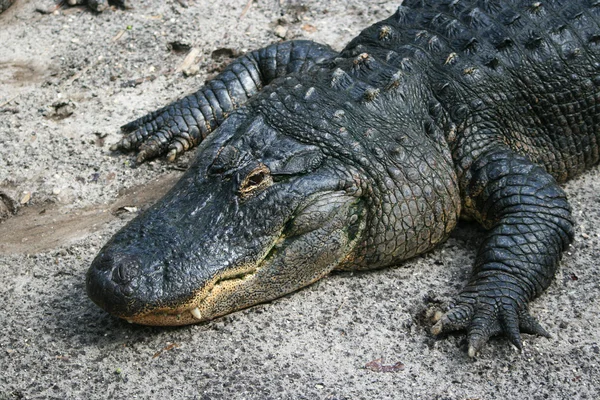 Grosser Alligator — Stock Photo, Image