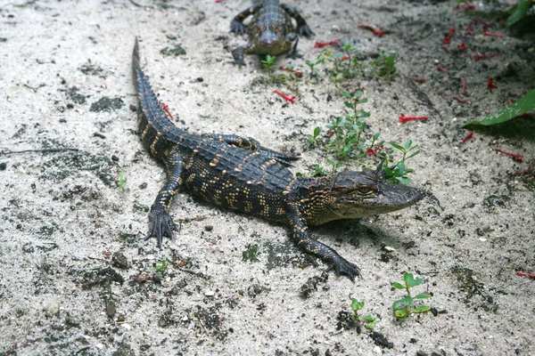 Kleine Alligatoren — Stock Photo, Image