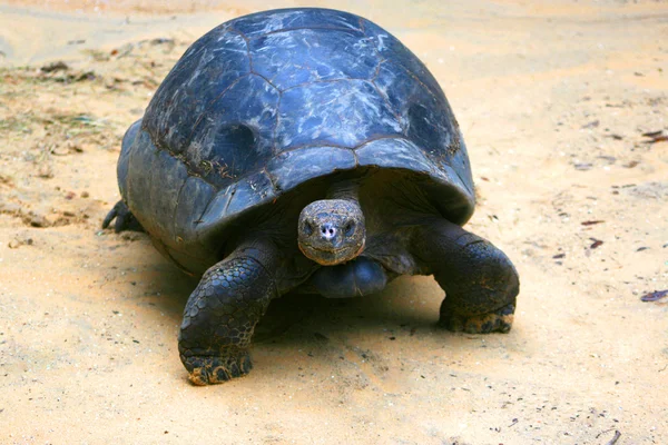 Giant Tortoise — Stock Photo, Image