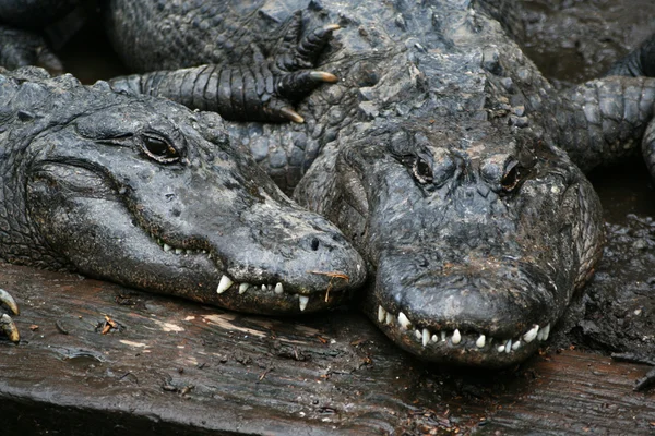 Zwei Alligatoren — Photo