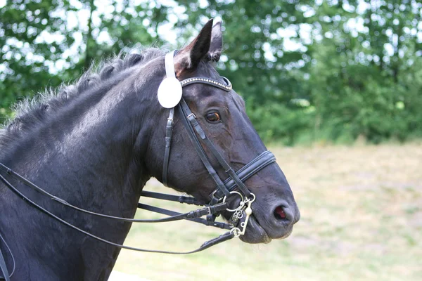 Head of a tournament horse — Stock Photo, Image