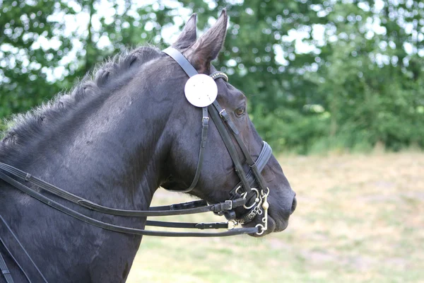 Cavalo de torneio com snaffle — Fotografia de Stock