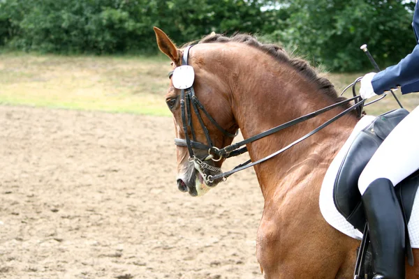 トーナメントの馬 — ストック写真