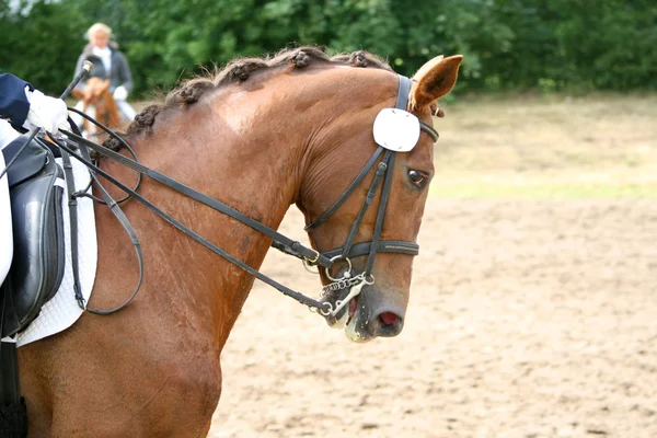 Bruin toernooi paard — Stockfoto